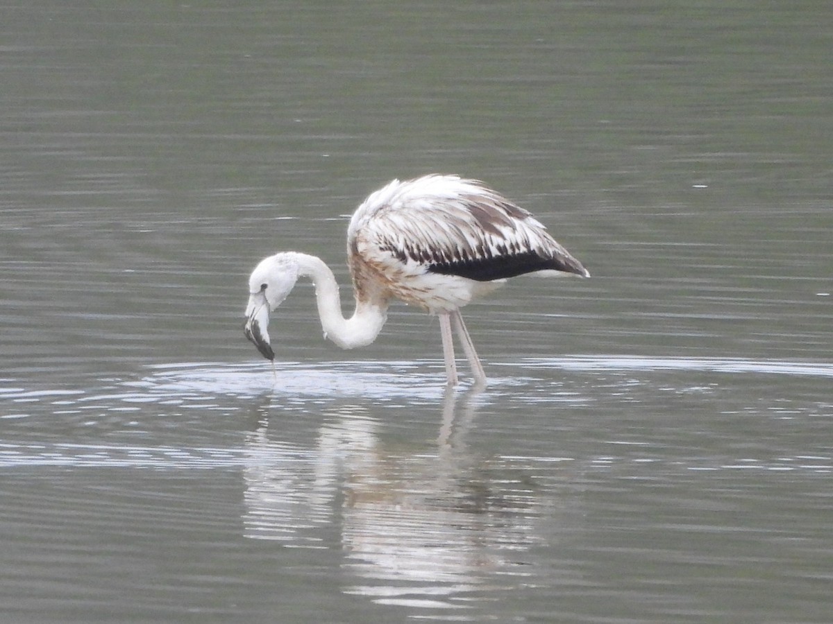 Greater Flamingo - ML647023038