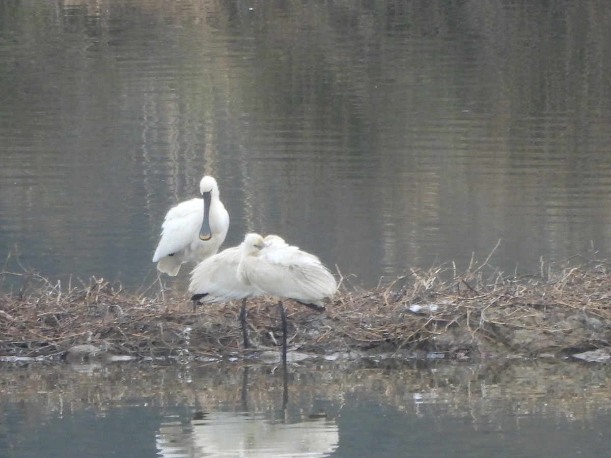 Spatule blanche - ML647023043