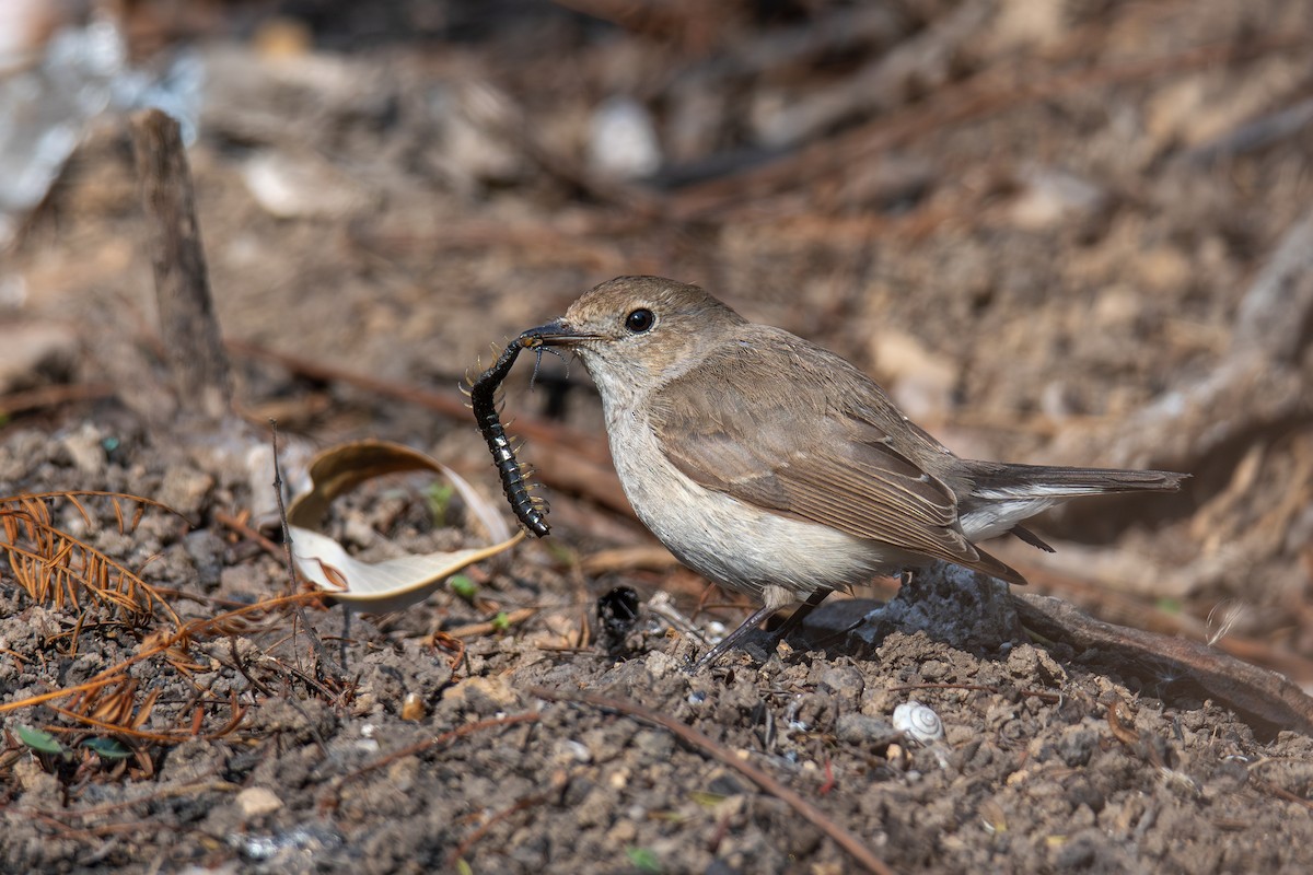Gobemouche de la taïga - ML647023044