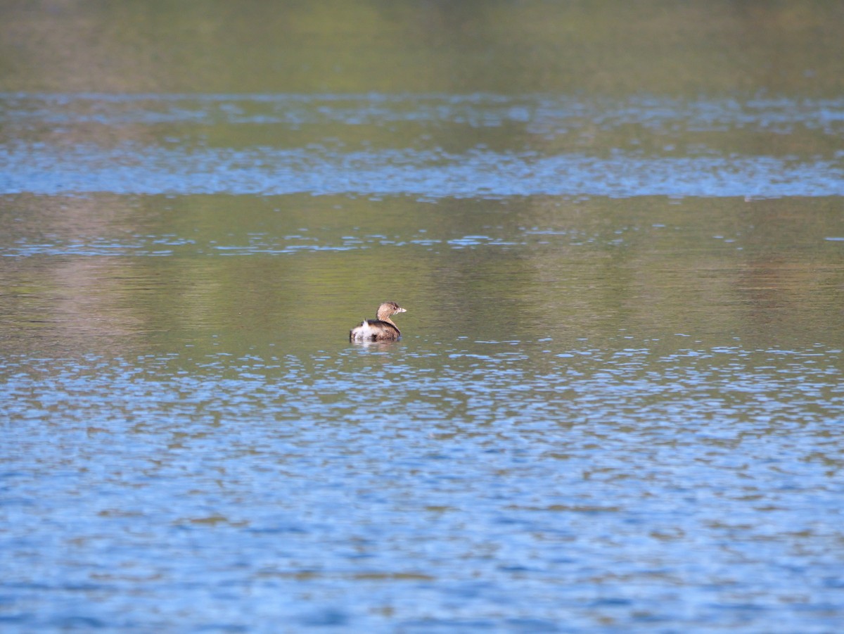 Grèbe à bec bigarré - ML647023045