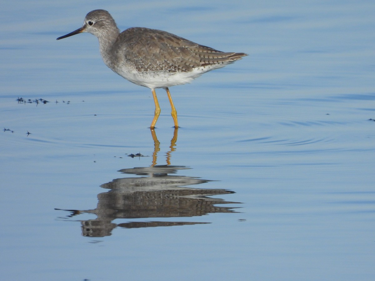 Petit Chevalier - ML647023046