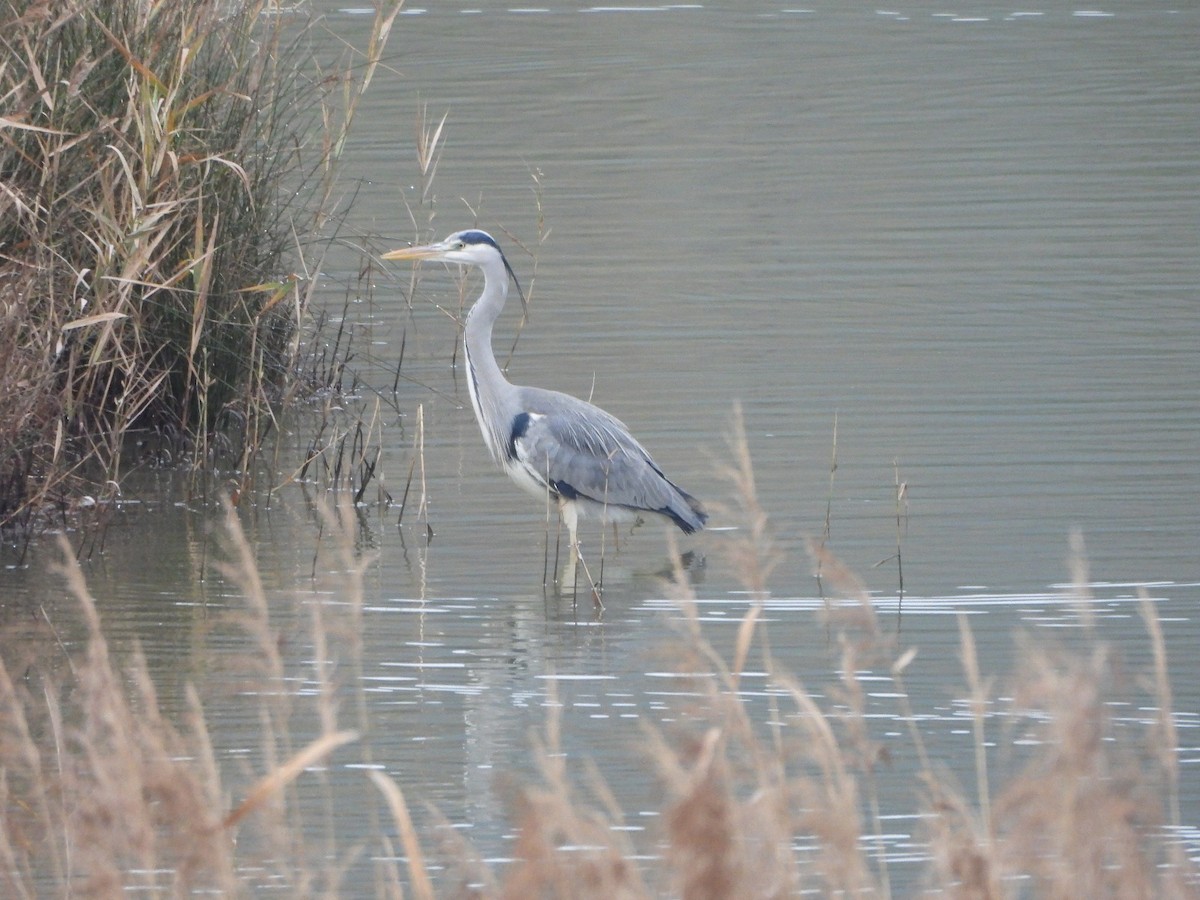 Héron cendré - ML647023047