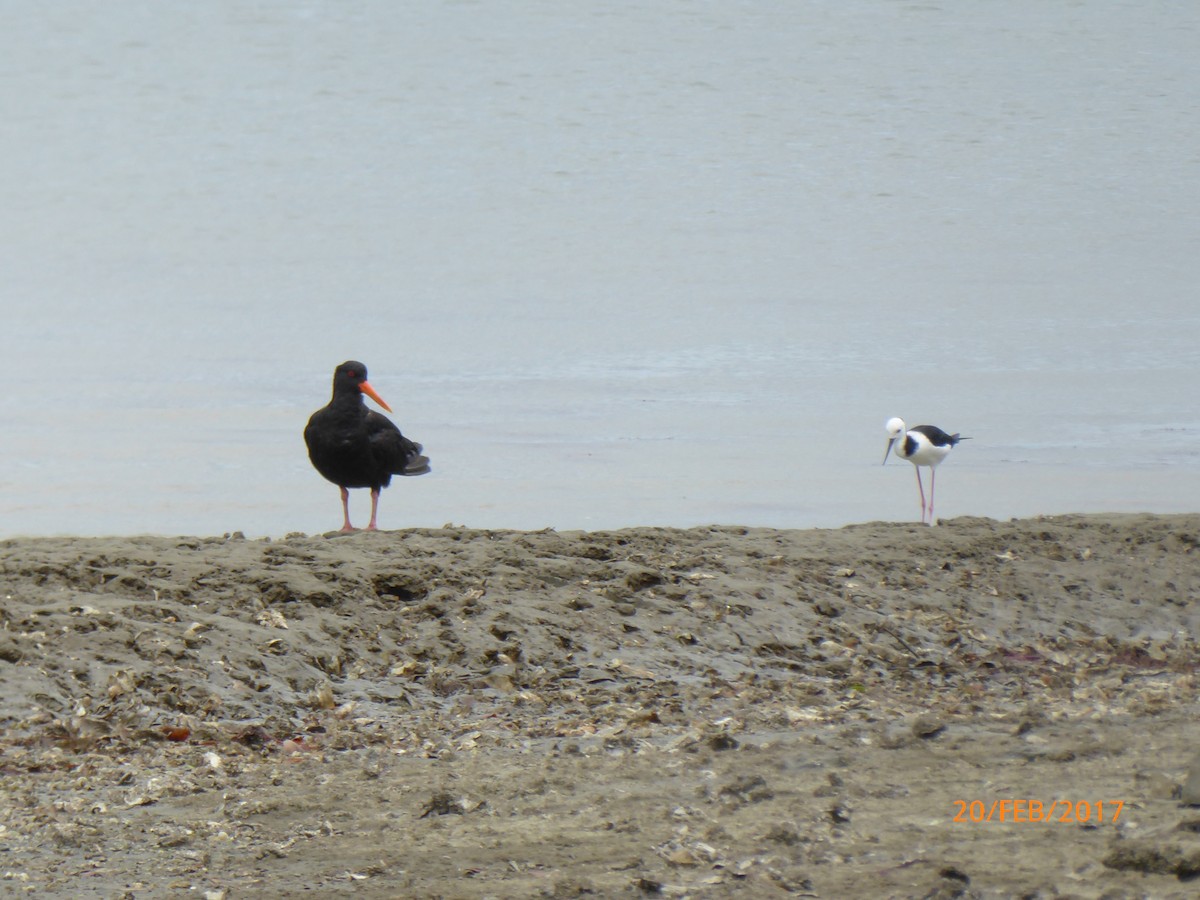 Échasse d'Australie - ML647023048