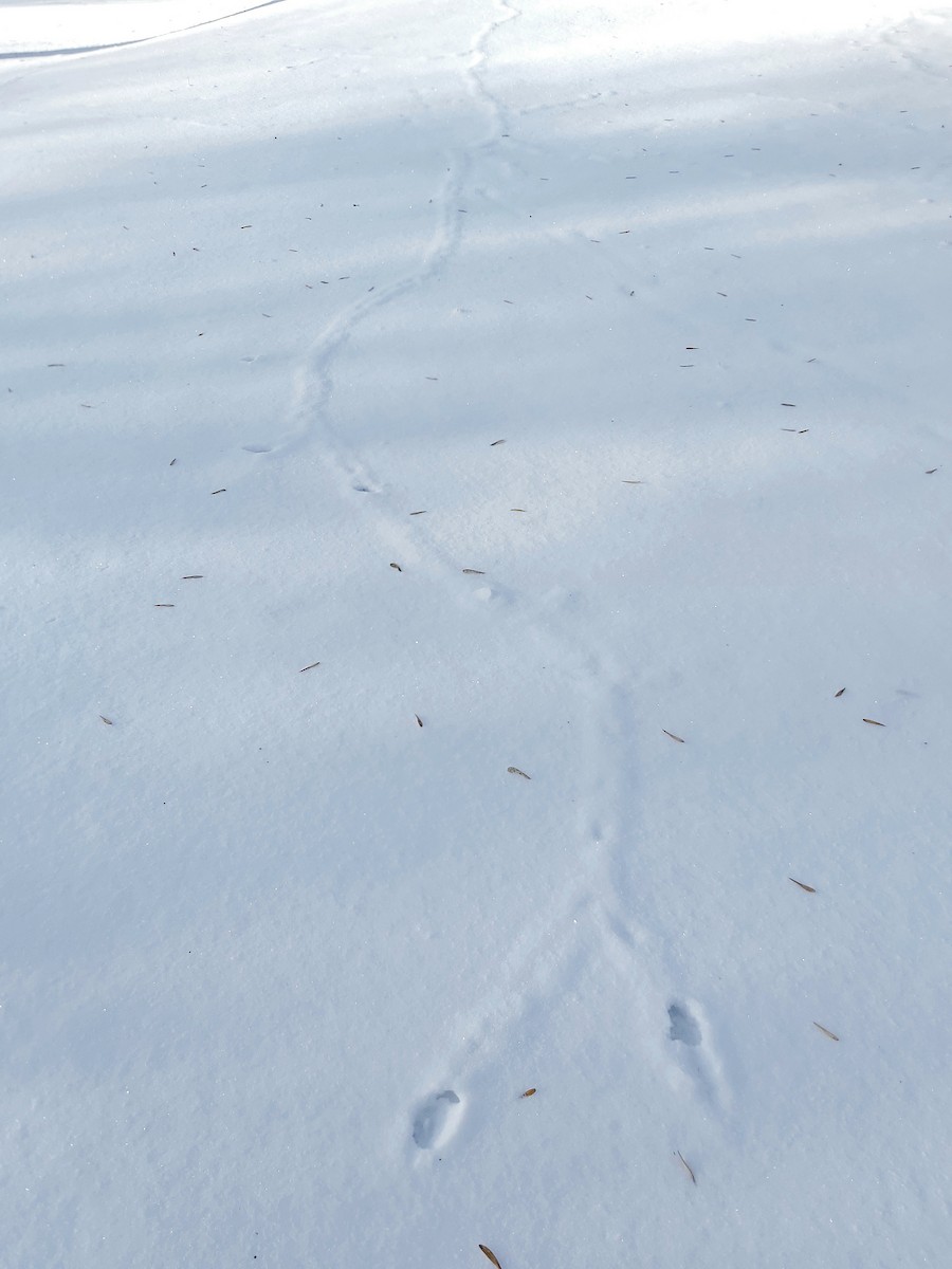 Meadow Voles - ML647023049