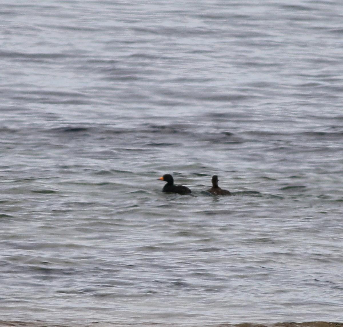 Black Scoter - ML647023050