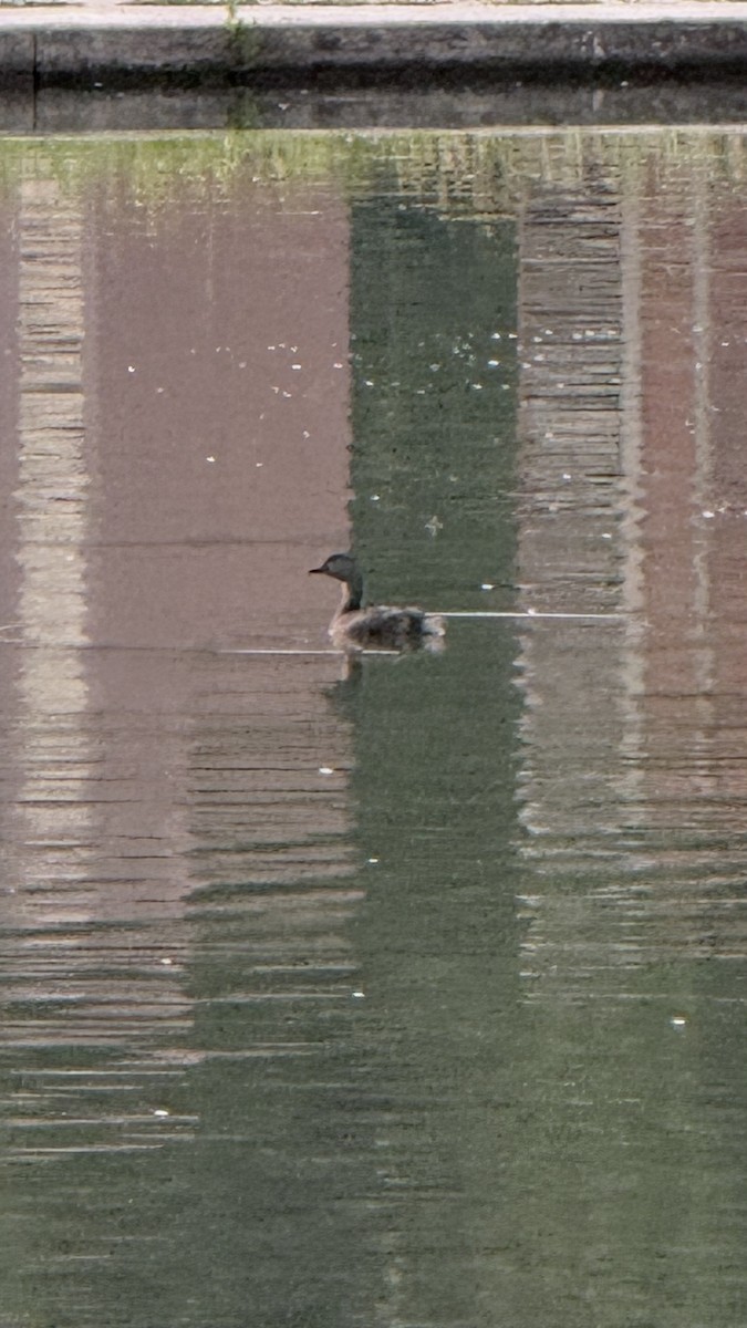 Least Grebe - ML647023054