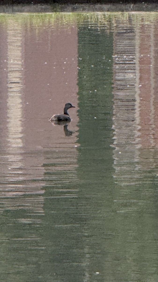 Least Grebe - ML647023055