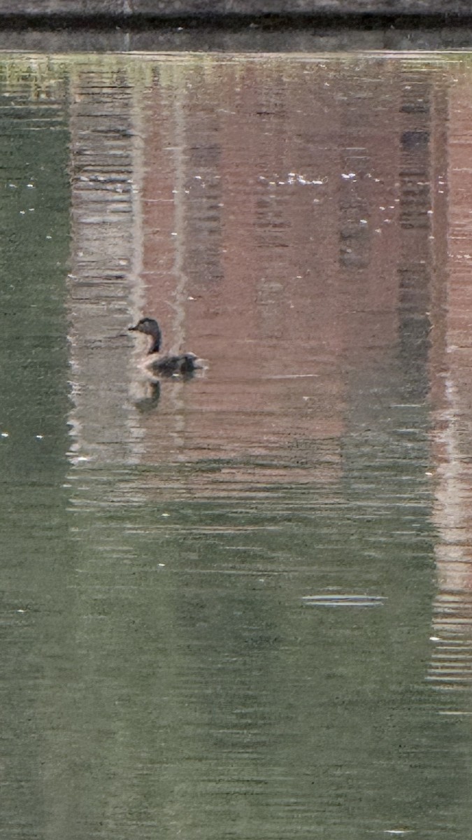 Least Grebe - ML647023056