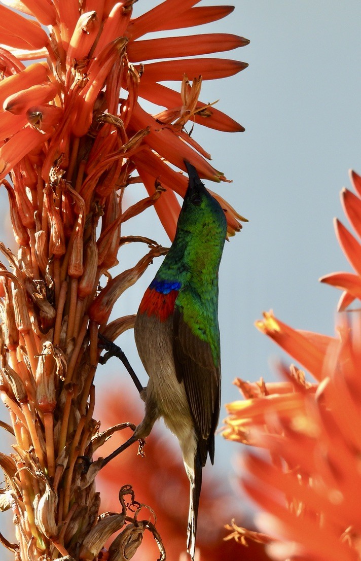 Southern Double-collared Sunbird - ML647023057