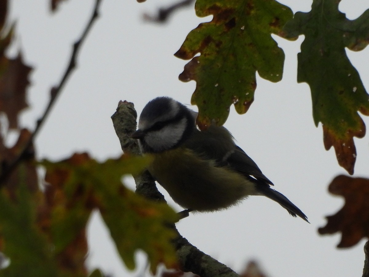 Eurasian Blue Tit - ML647023058