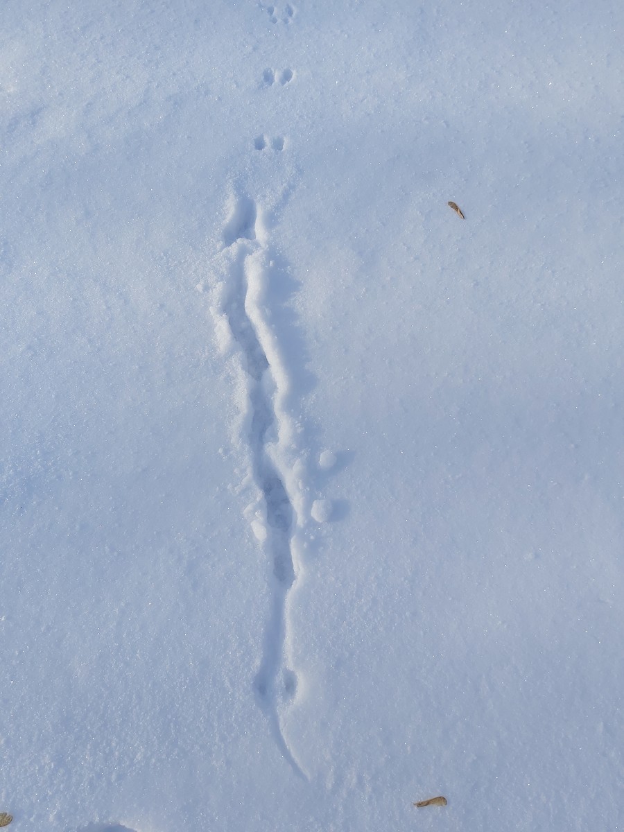 Mammals - ML647023067