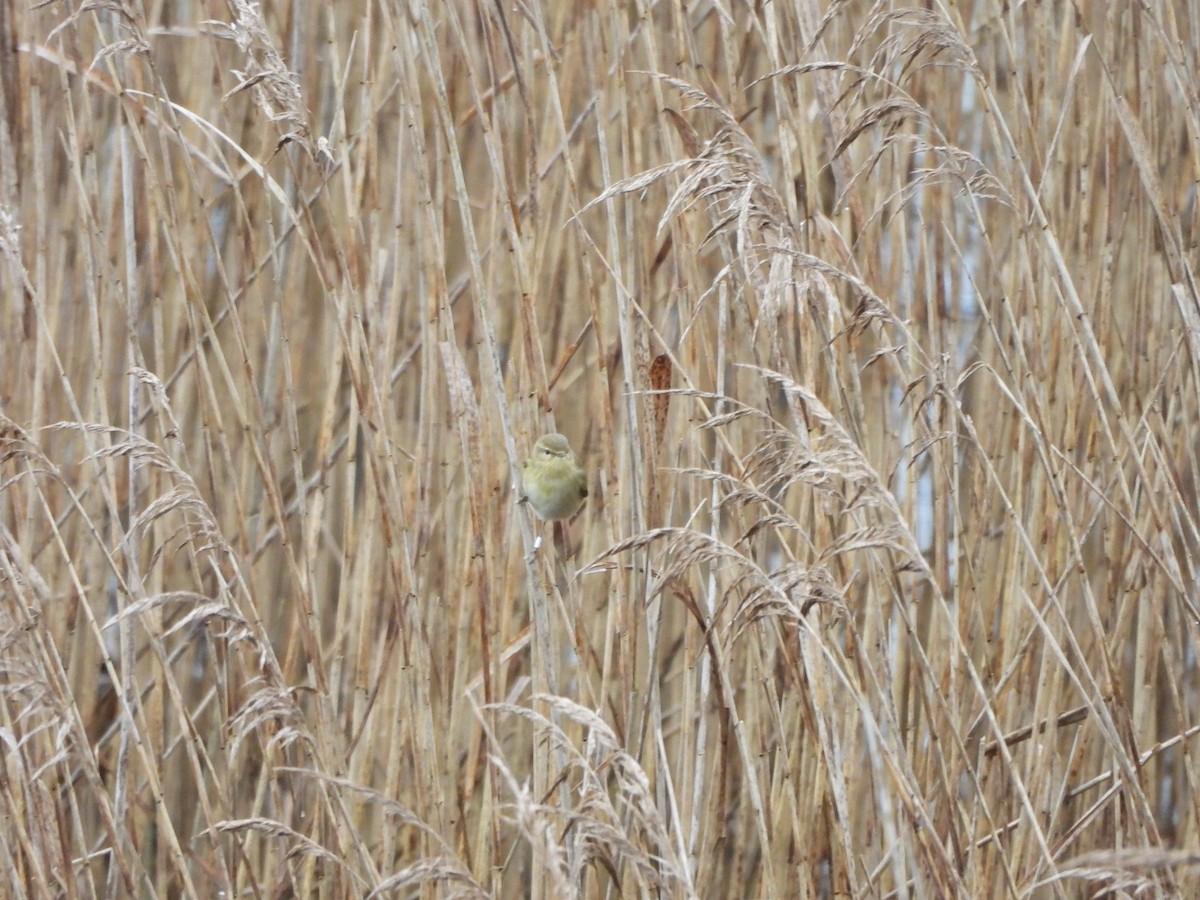 Common Chiffchaff - ML647023068