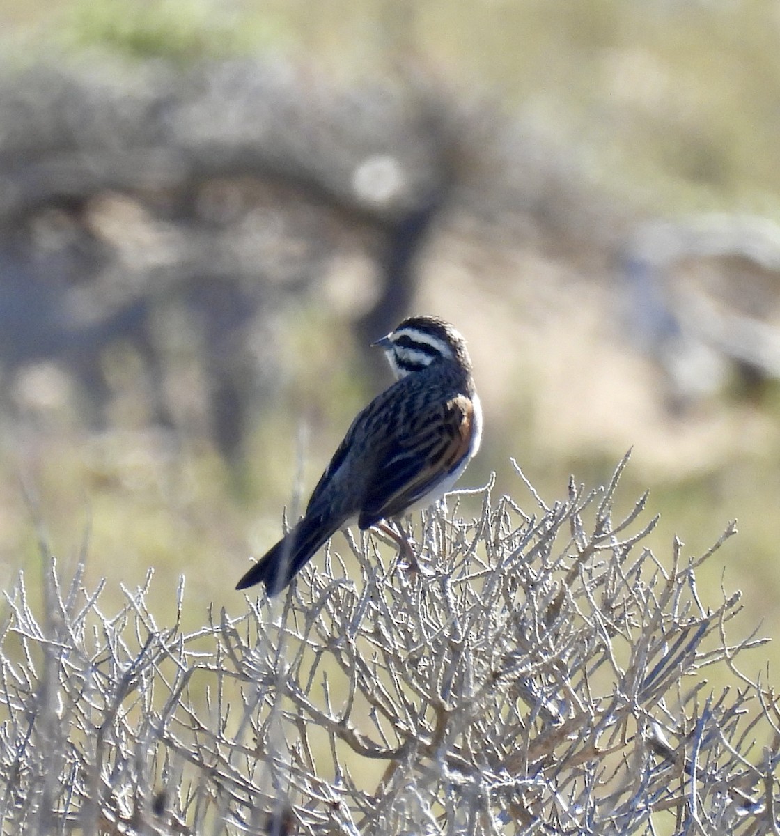 kappspurv - ML647023071