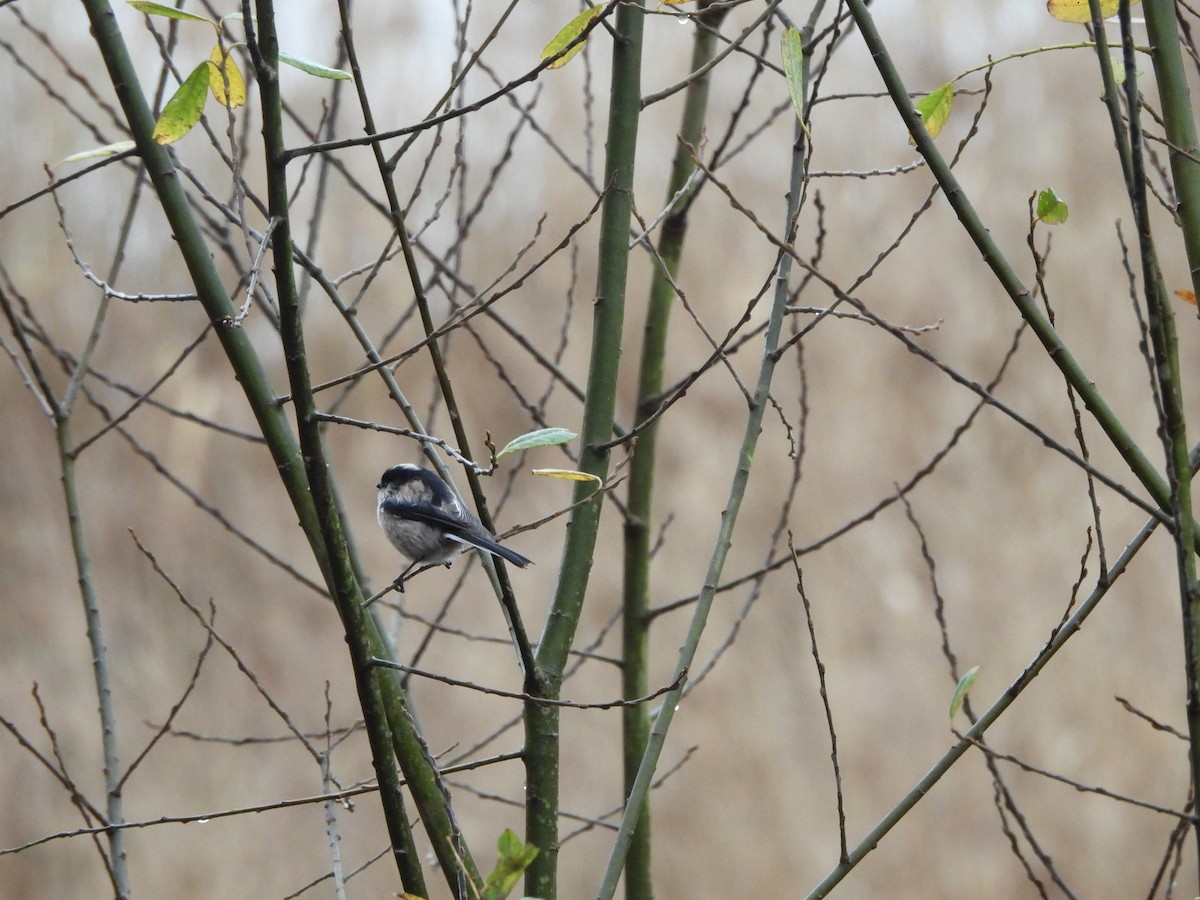 Long-tailed Tit - ML647023074