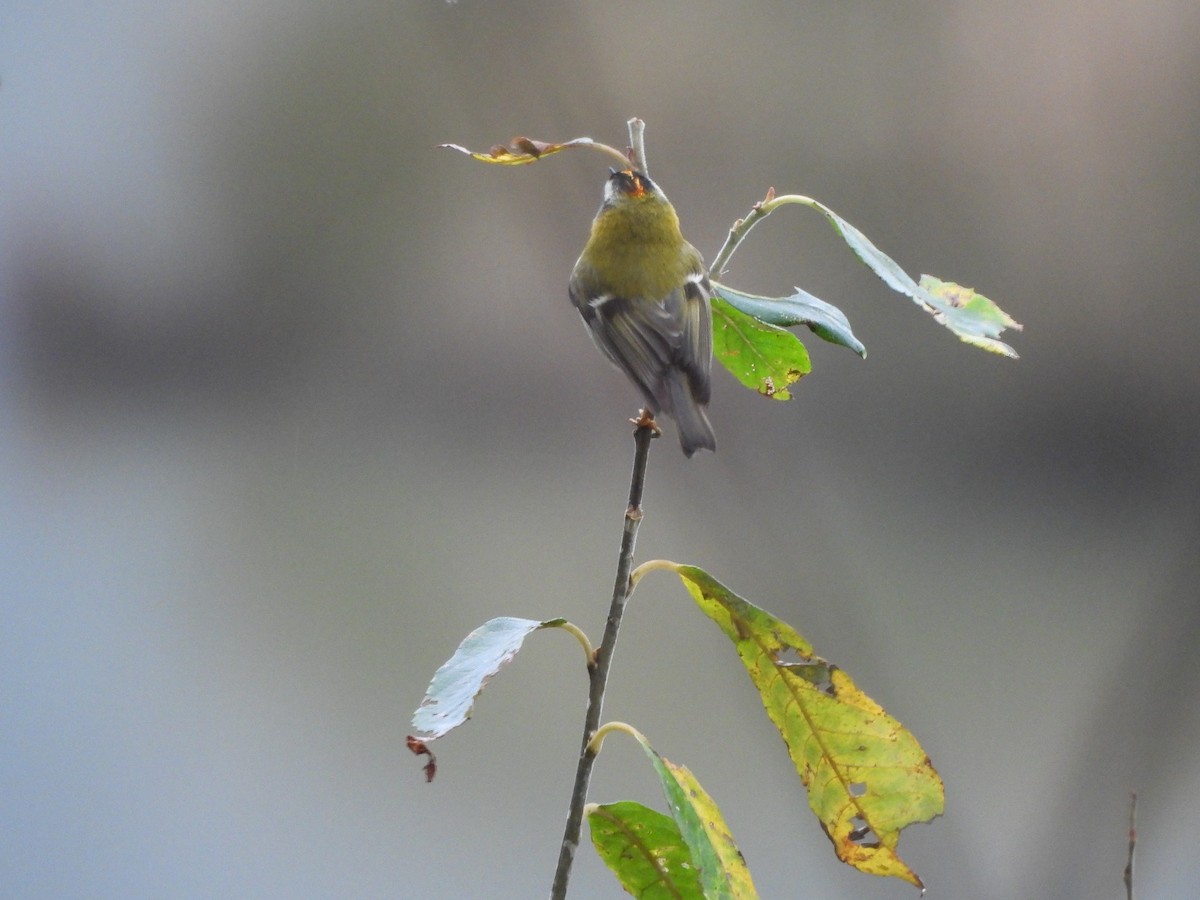 Common Firecrest - ML647023086