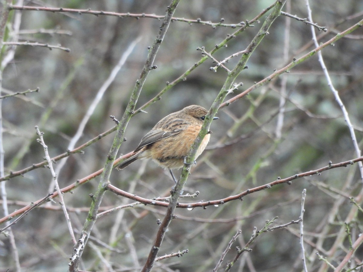 European Stonechat - ML647023088