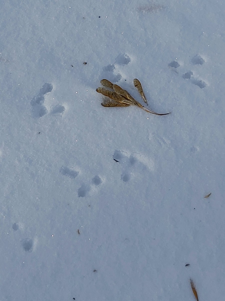 Mammals - ML647023093