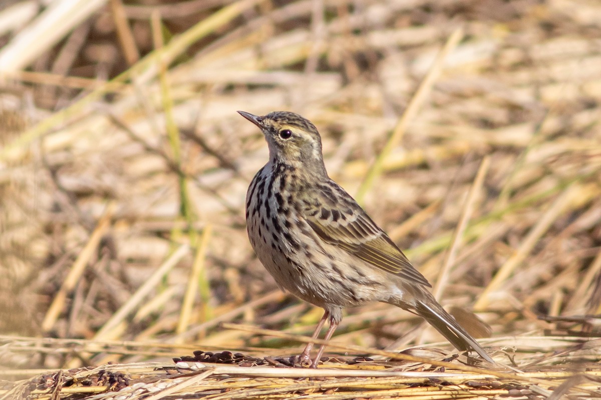 Rosy Pipit - ML647023094