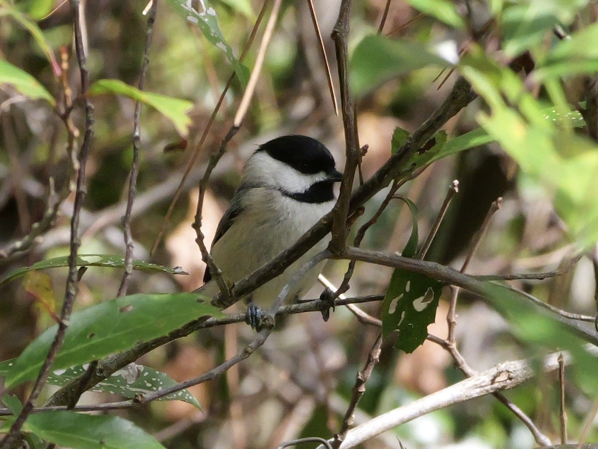 Carolinameise - ML647023095