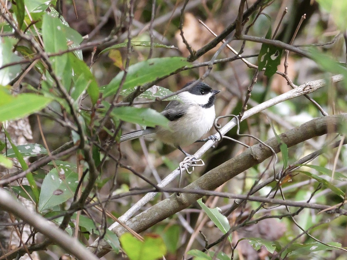 Carolinameise - ML647023096