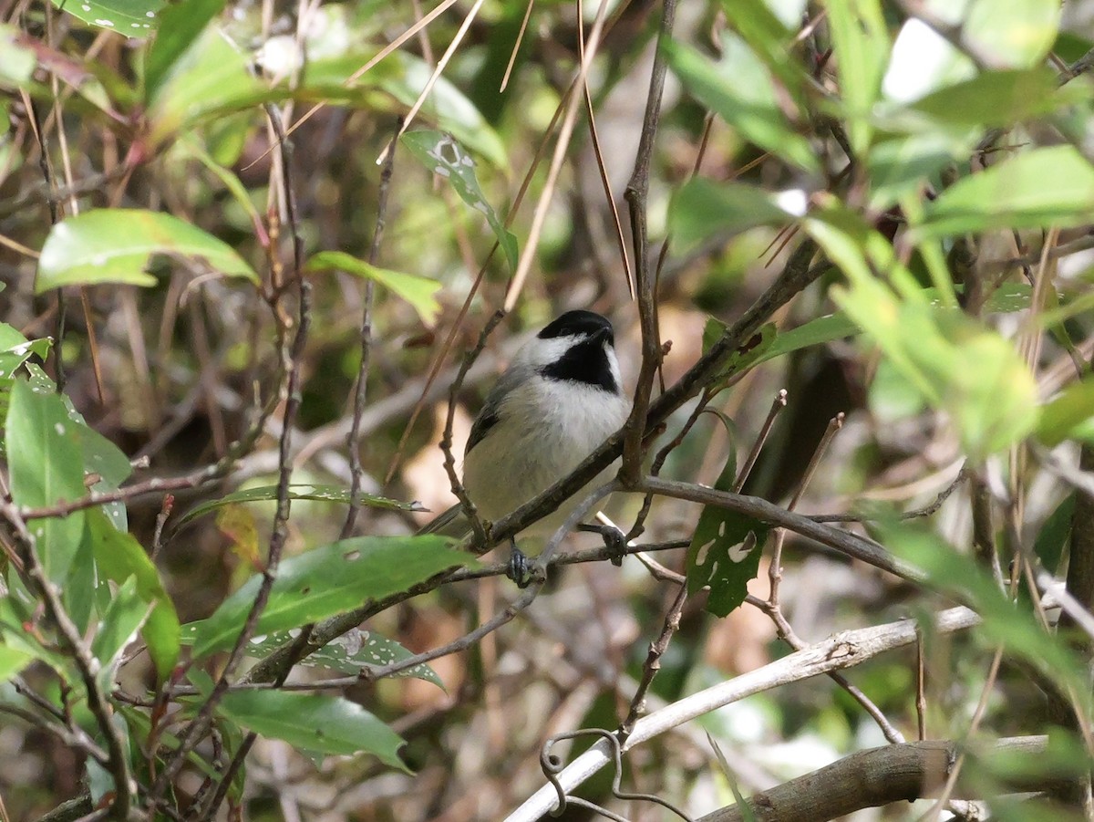 Carolinameise - ML647023097