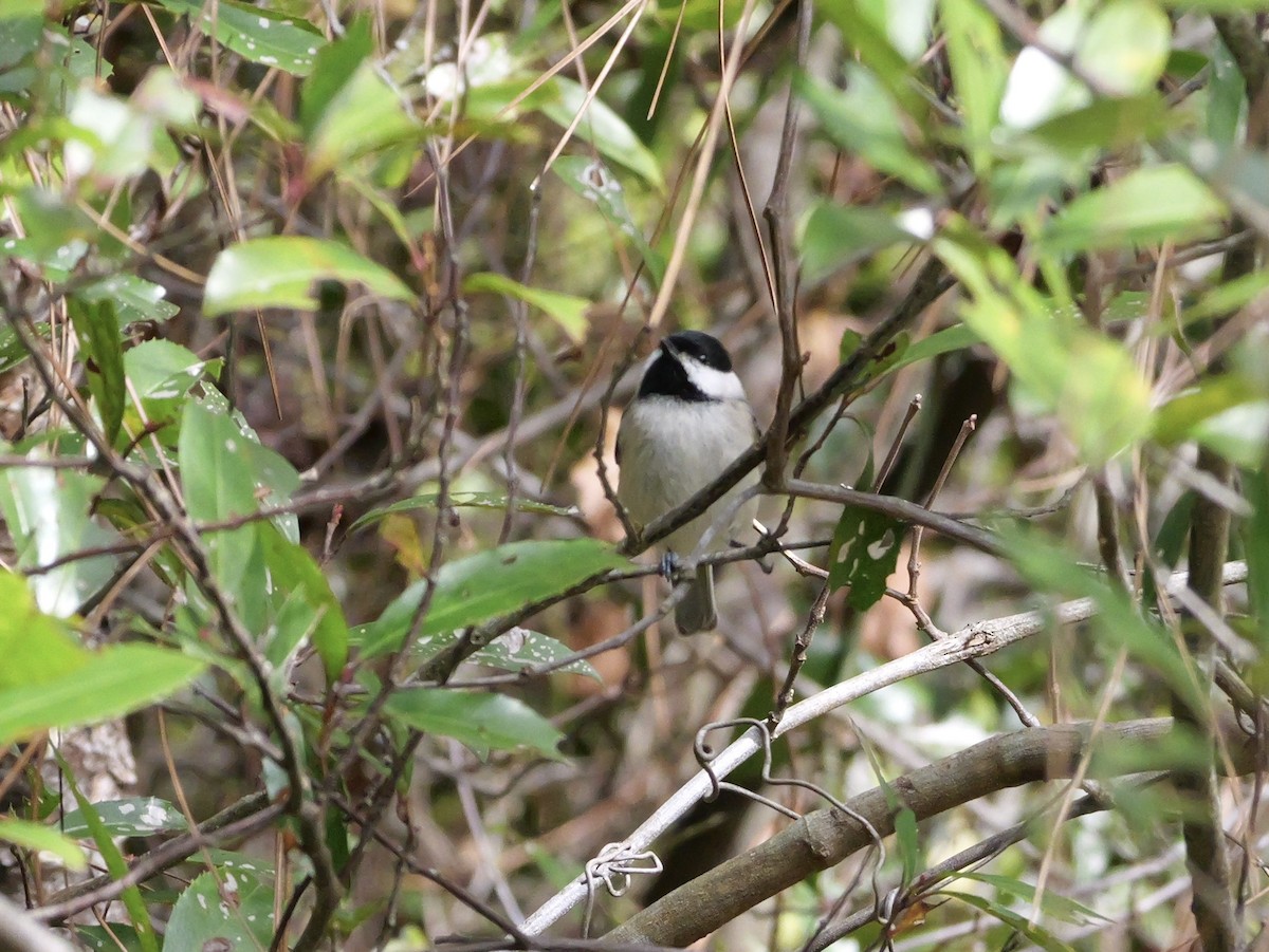 Carolinameise - ML647023098