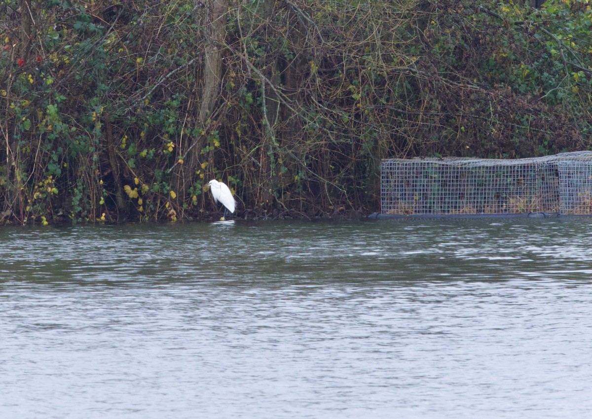 silkehegre - ML647023099