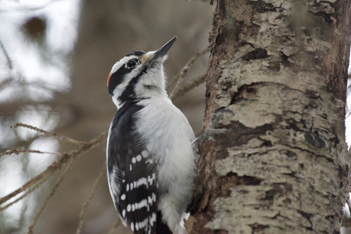Hairy Woodpecker - ML647023101