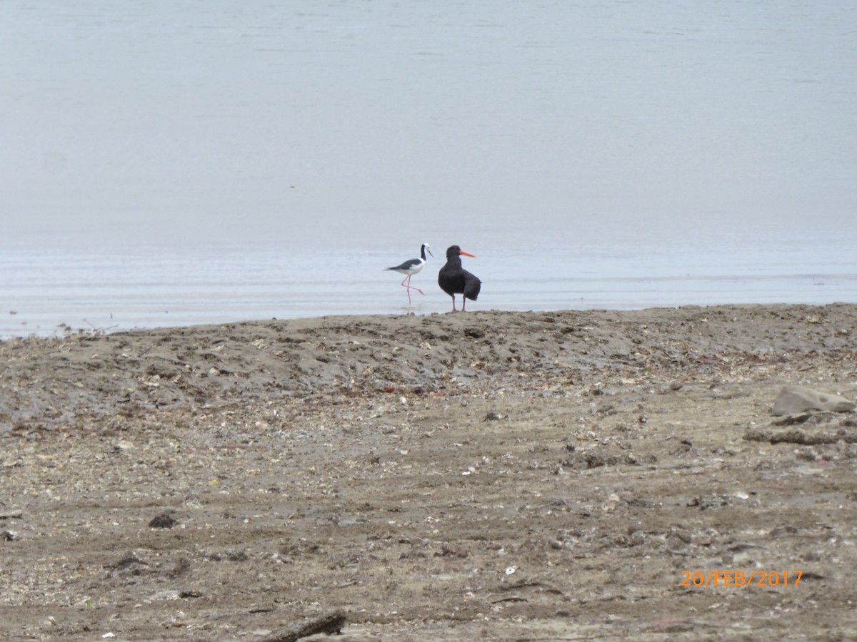 ústřičník proměnlivý - ML647023103