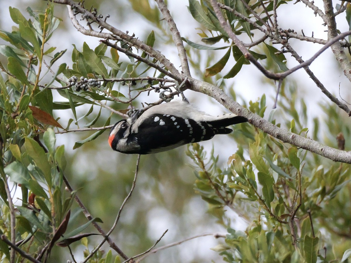 Dunenspecht (pubescens/medianus) - ML647023104