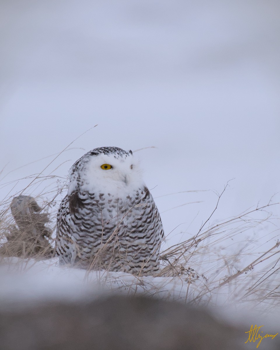 Snowy Owl - ML647023115