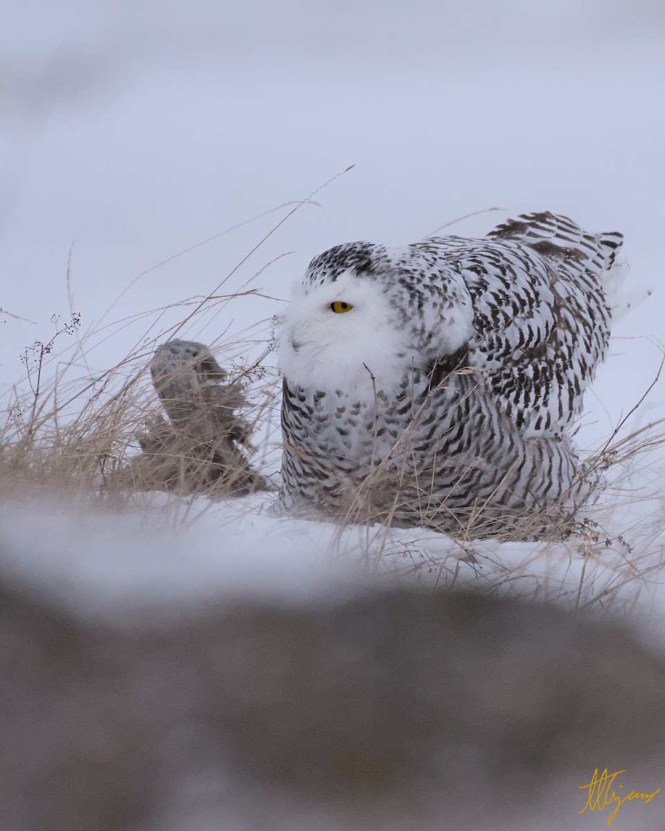 Snowy Owl - ML647023116