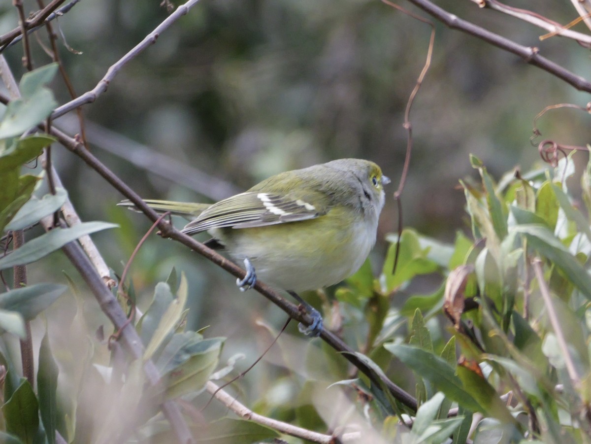 White-eyed Vireo - ML647023117