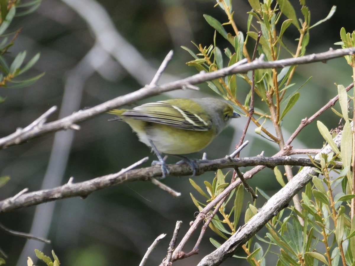 White-eyed Vireo - ML647023118