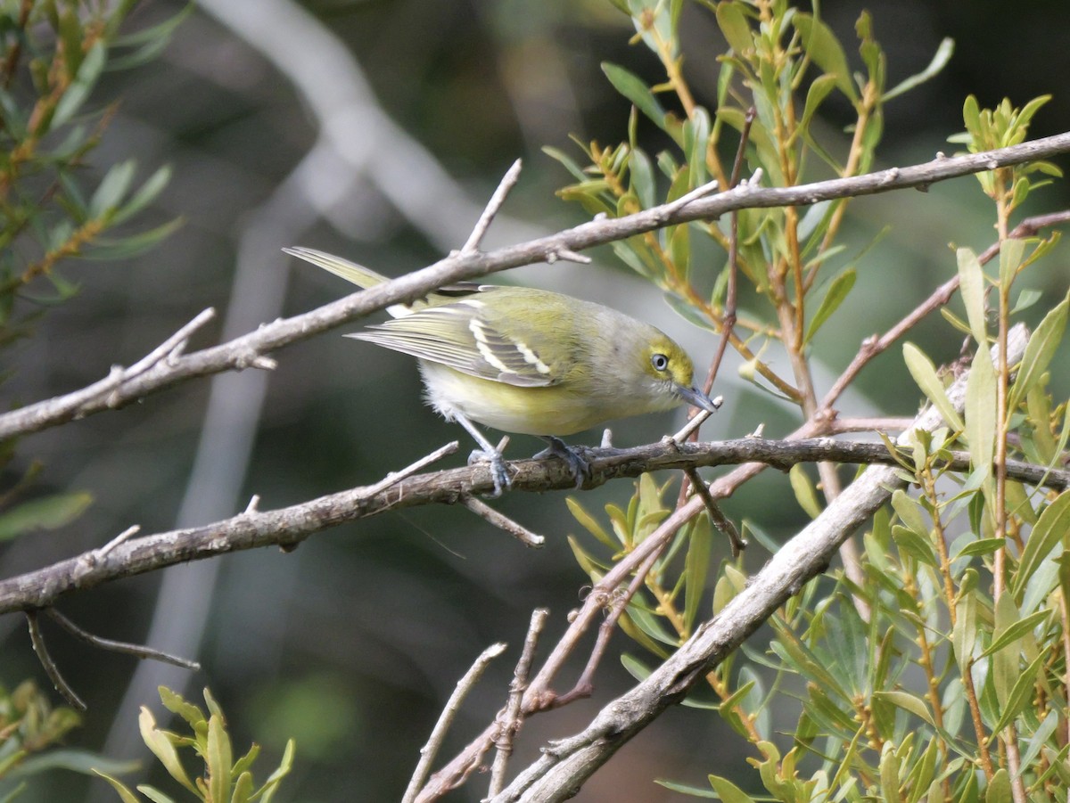 White-eyed Vireo - ML647023119