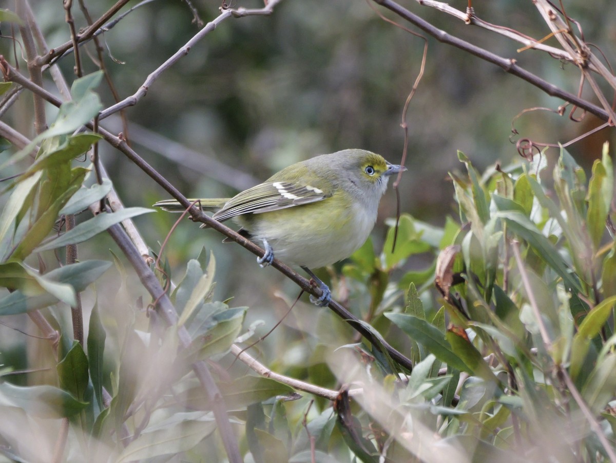White-eyed Vireo - ML647023120