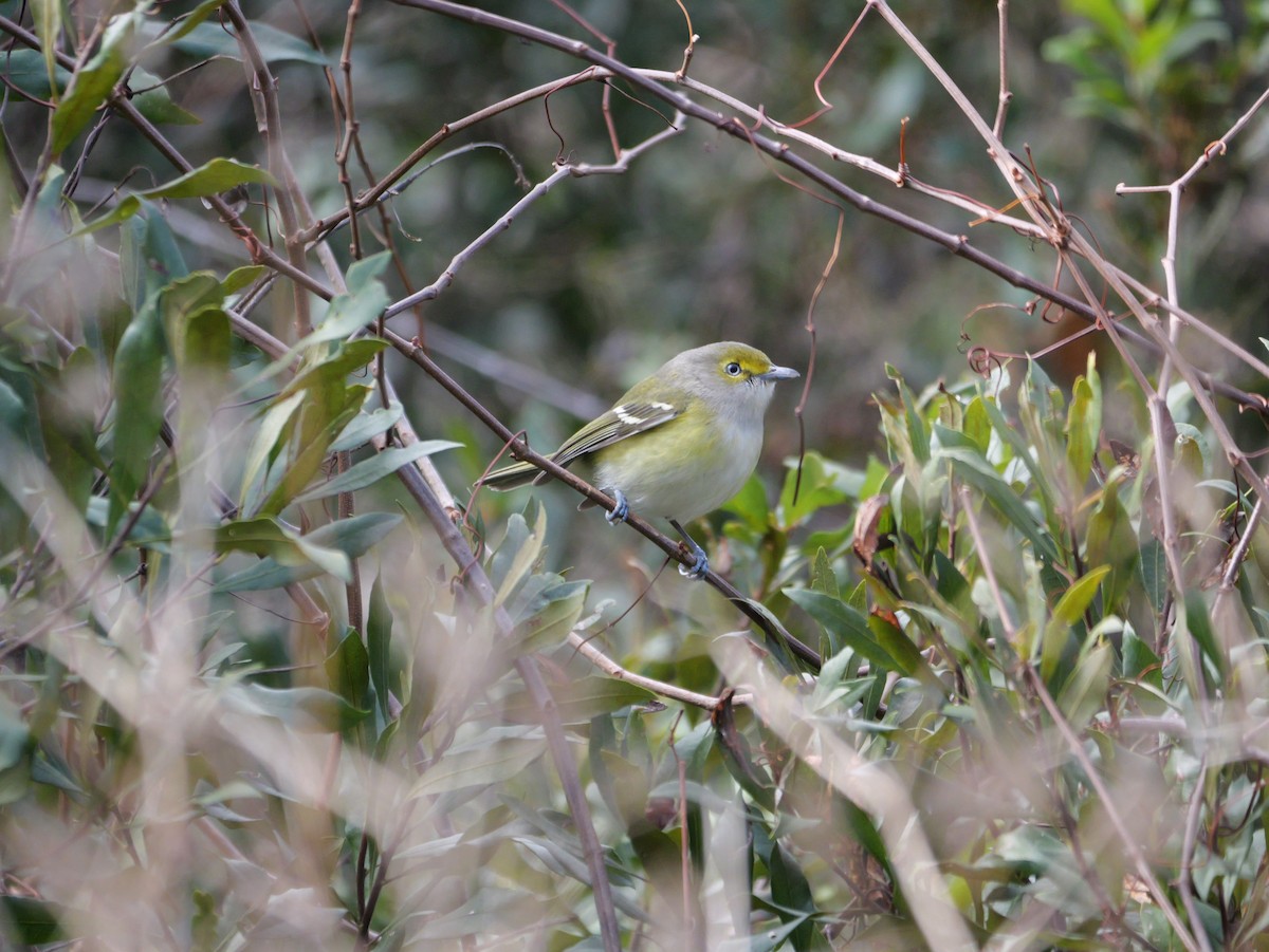 White-eyed Vireo - ML647023121