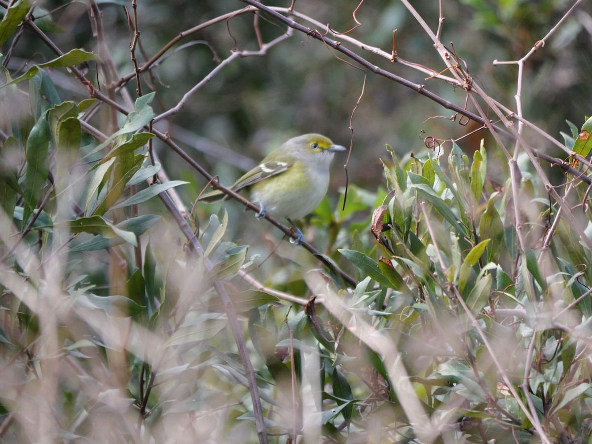 White-eyed Vireo - ML647023122