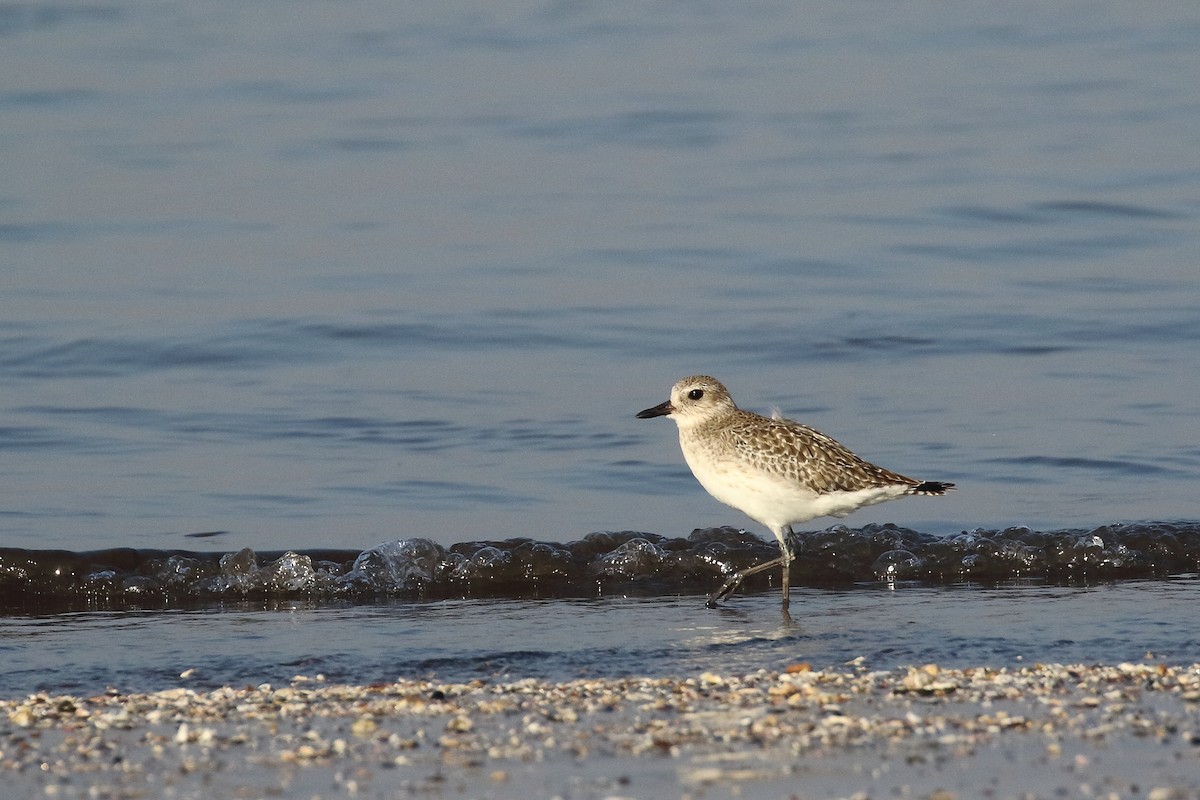 Black-bellied Plover - ML647023123
