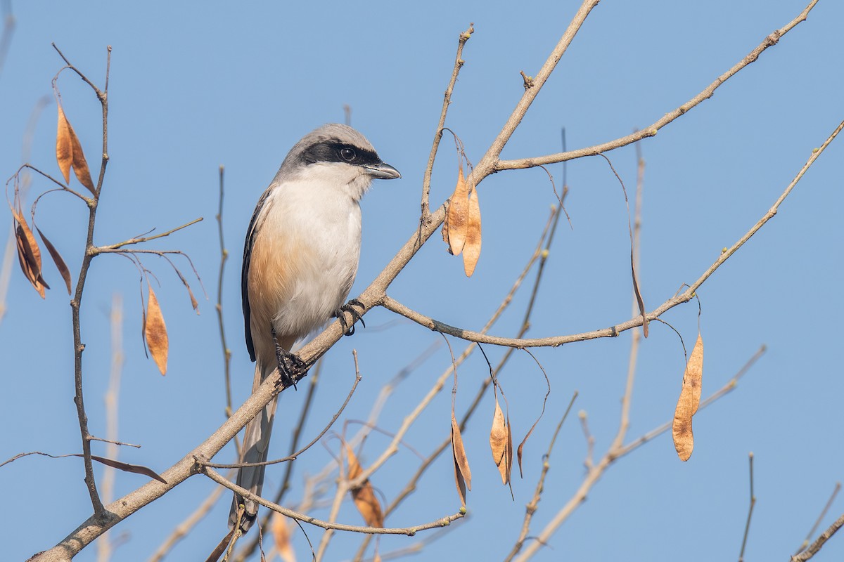 Uzun Kuyruklu Örümcekkuşu - ML647023125