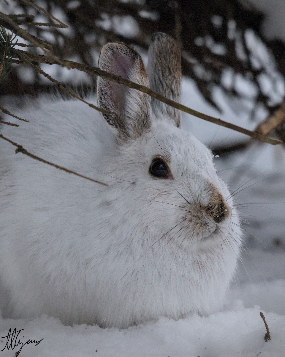Snowshoe Hare - ML647023126