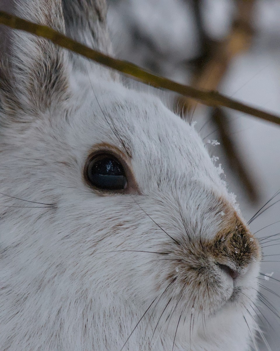 Snowshoe Hare - ML647023127