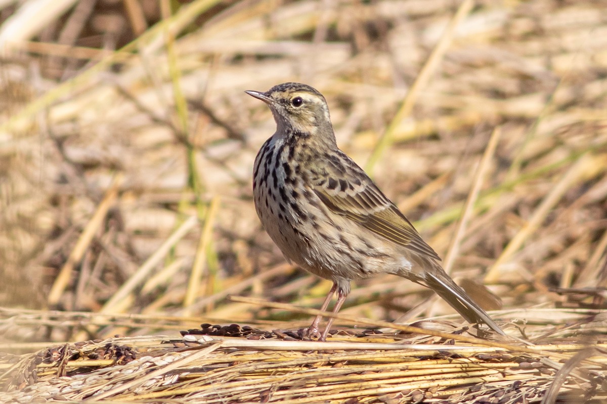 Rosy Pipit - ML647023129