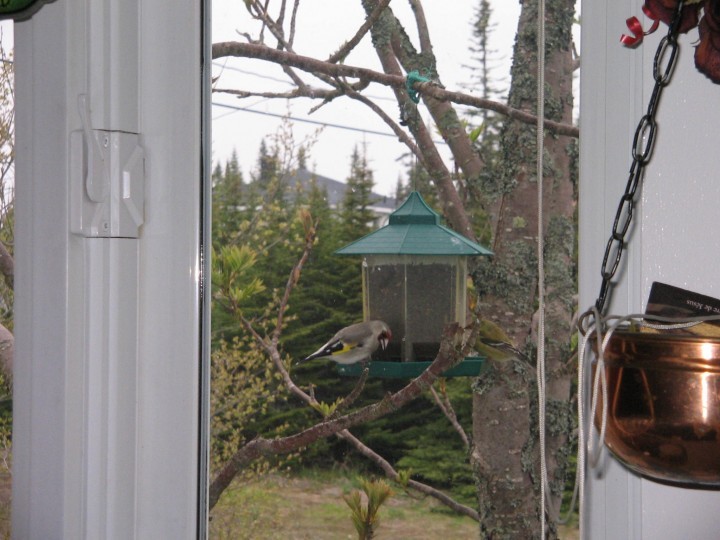 European Goldfinch - ML647023133