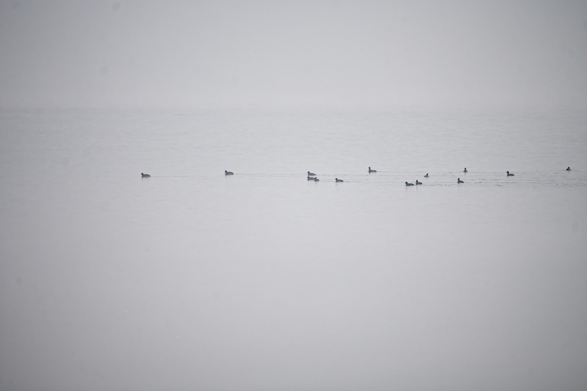 Eurasian Coot - ML647023135