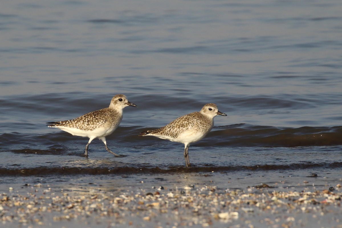 Black-bellied Plover - ML647023136