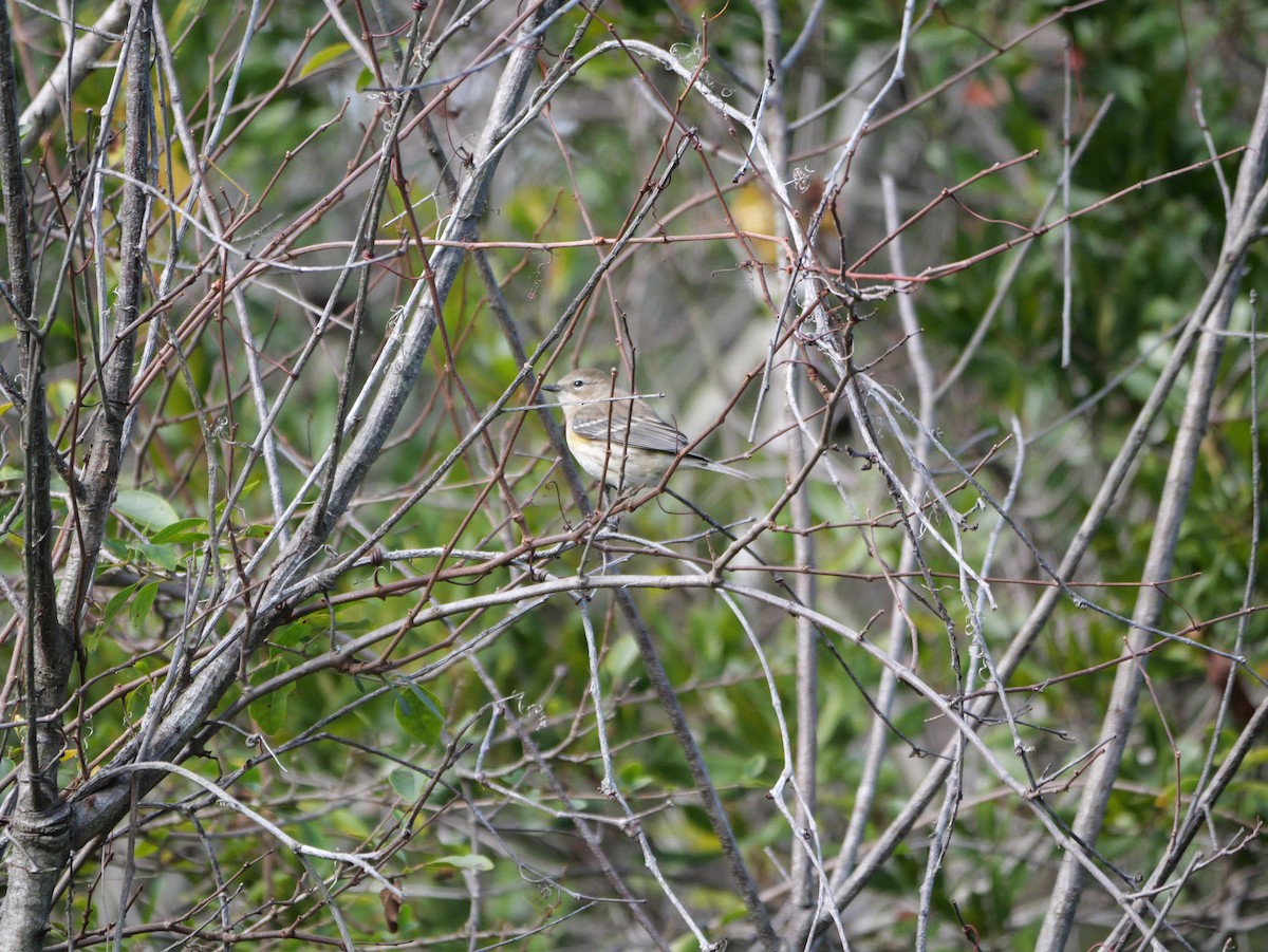 Kronenwaldsänger (coronata) - ML647023137