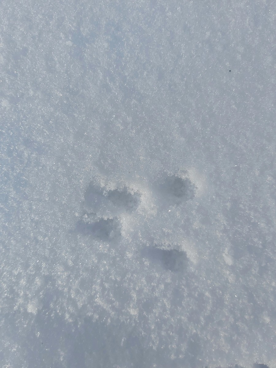 Mammals - ML647023139