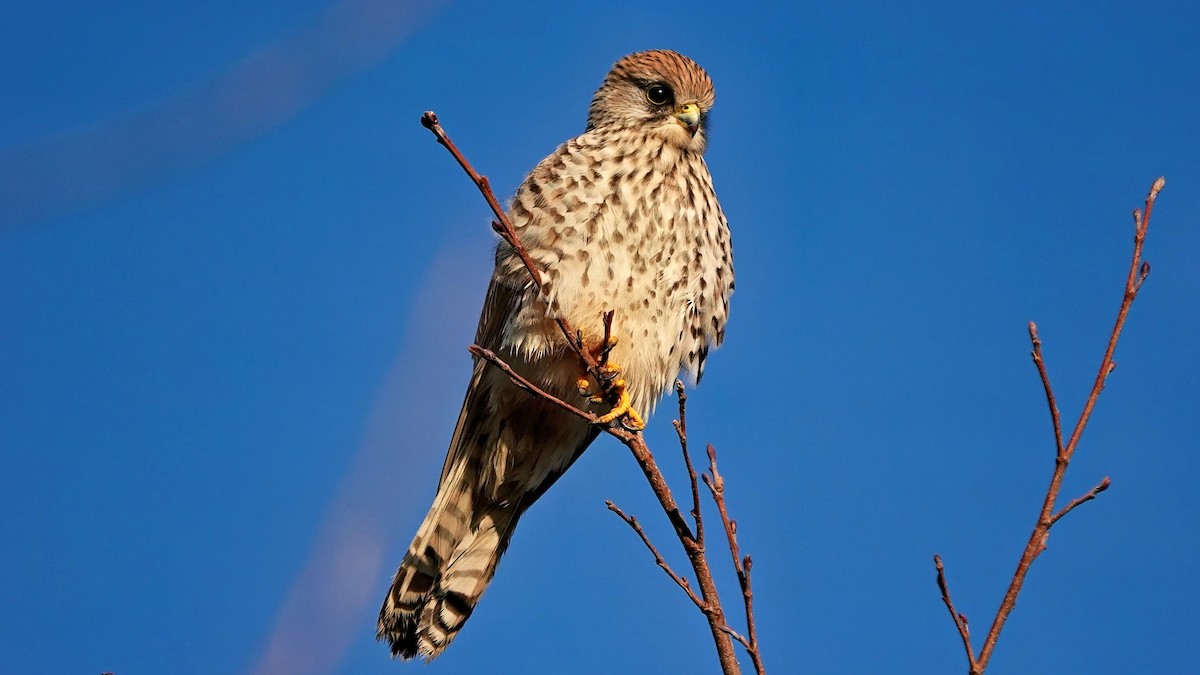 Eurasian Kestrel - ML647023140