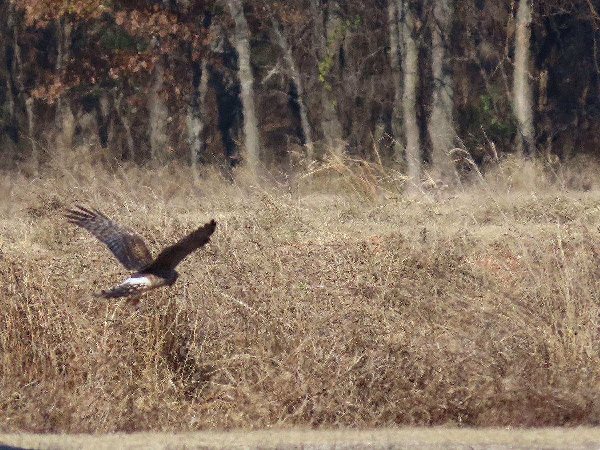 Northern Harrier - ML647023142